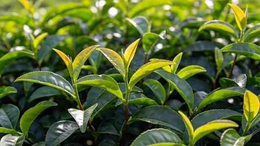 Chinese fabrikant van theeweegmachines maakt gebruik van groene productiegolf om de buitenlandse voetafdruk uit te breiden